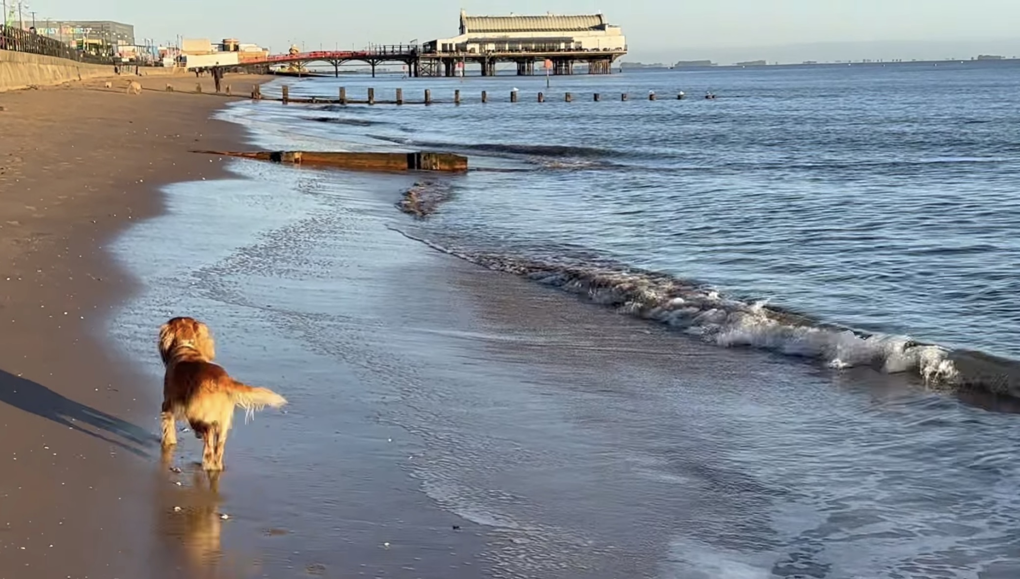 A dog enjoying a visit to Cleethorpes